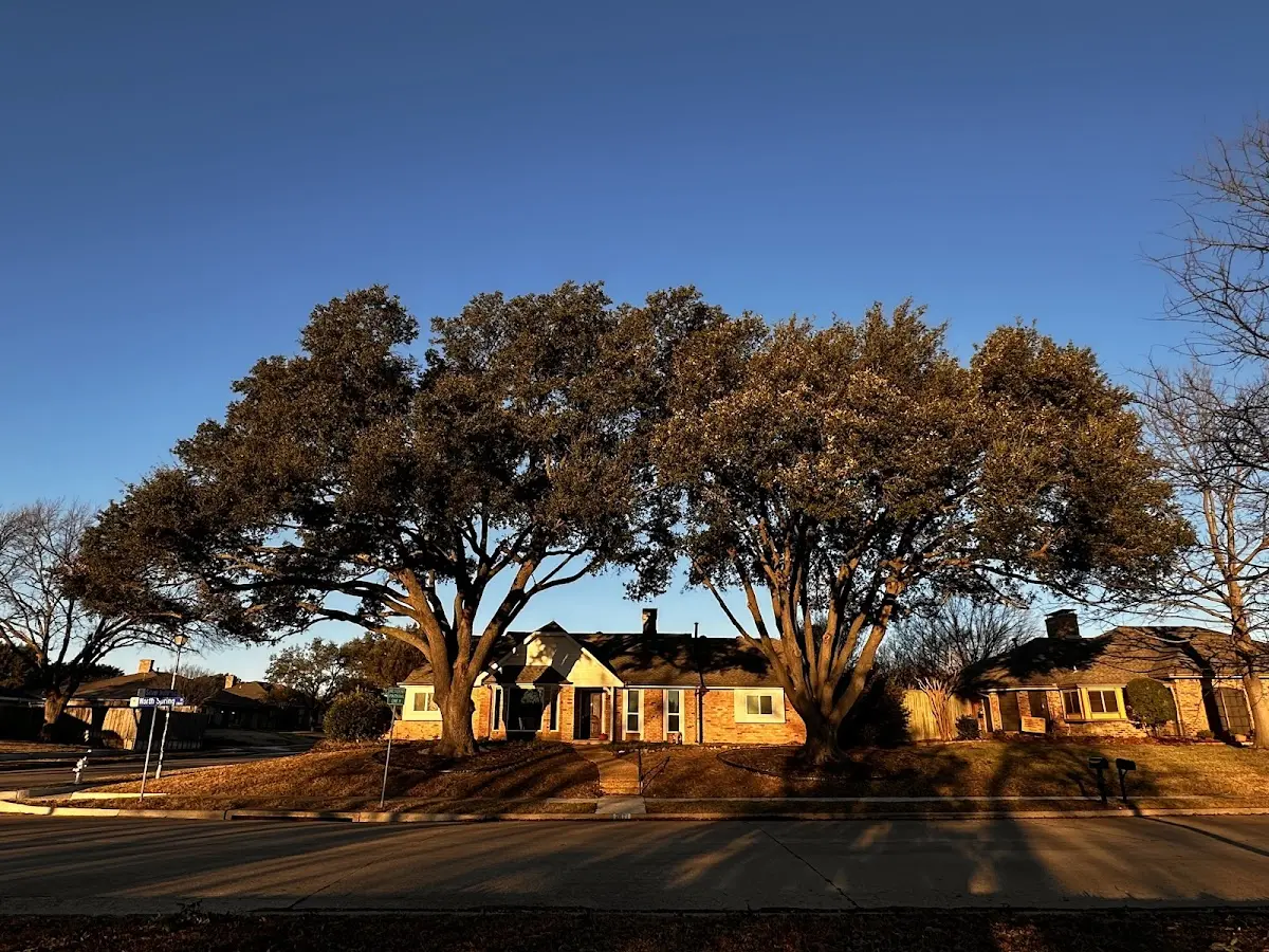 Established residential canopy tree shading a home in Neoga